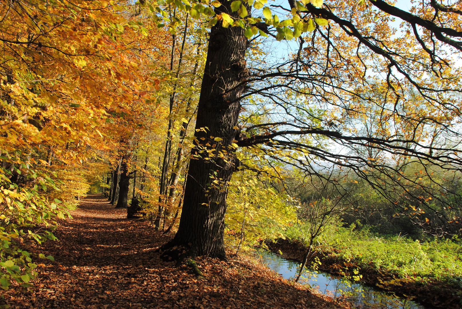 Herbstlicher Weg