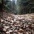 Herbstlicher Weg im Frankenwald