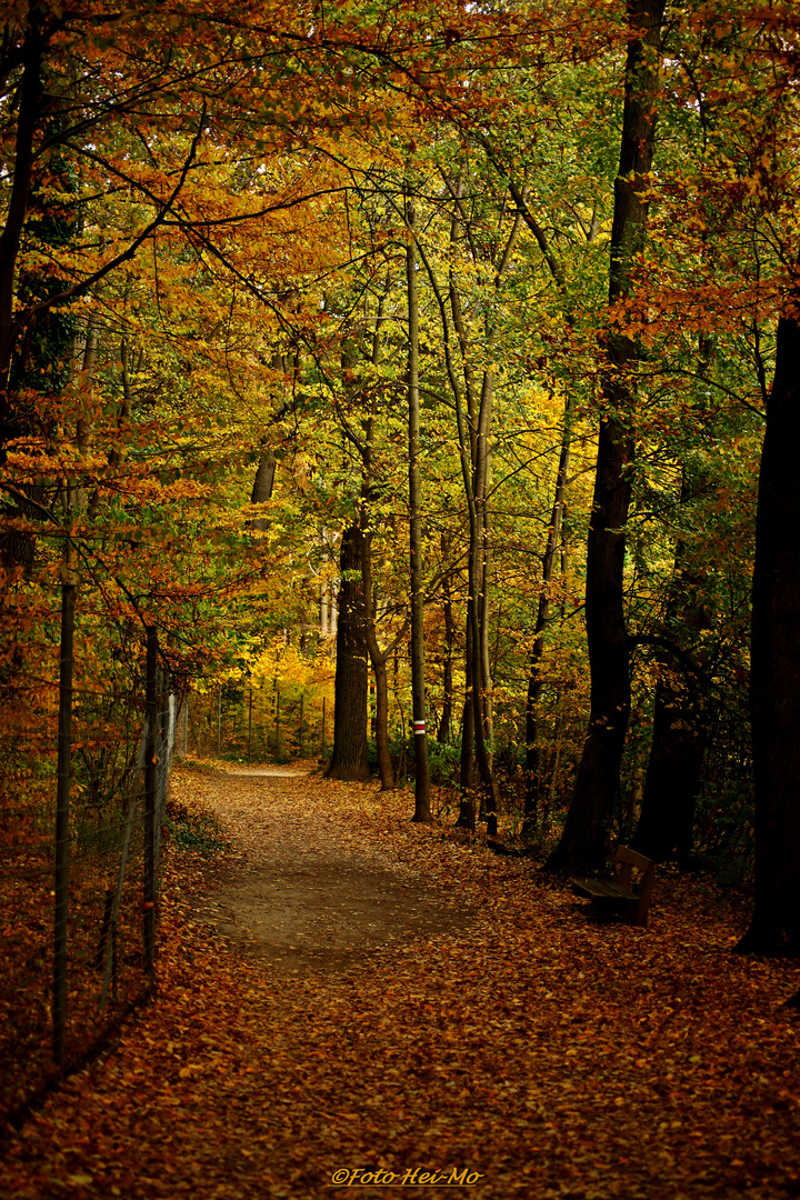 Herbstlicher Weg im Wienerwald