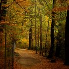 Herbstlicher Weg im Wienerwald