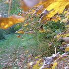 Herbstlicher Weg in Norddeutschland...