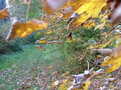 Herbstlicher Weg in Norddeutschland...