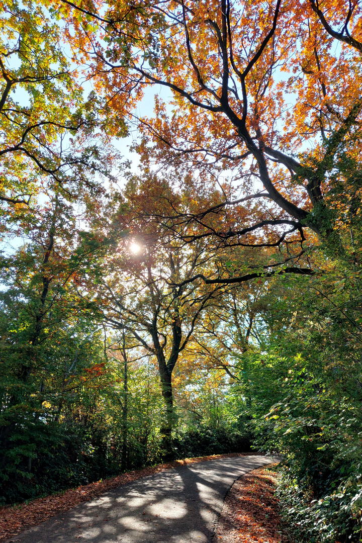 herbstlicher Weg  -  path in autumn mood