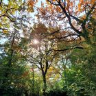 herbstlicher Weg  -  path in autumn mood