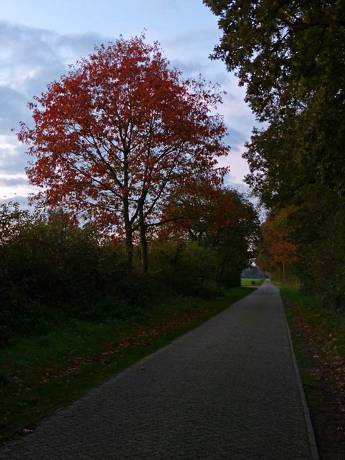 Herbstlicher Weg um 8