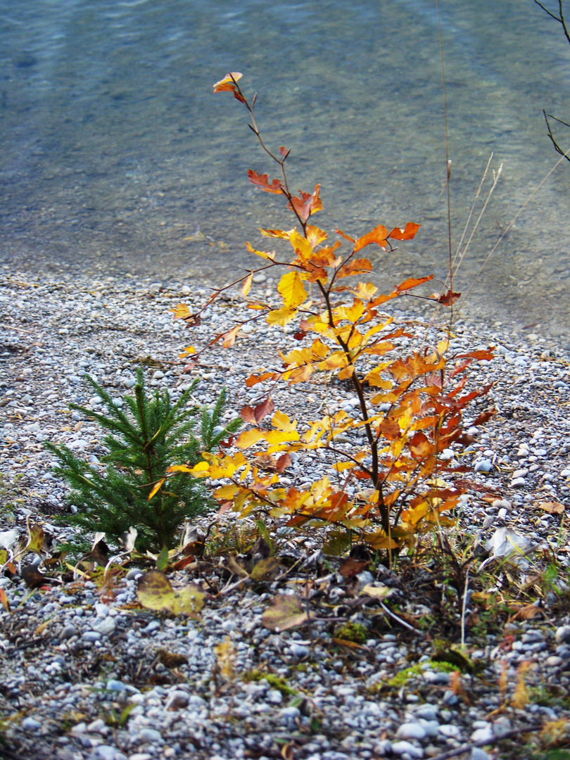 Herbstlicher Weihnachtsbaum