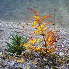 Herbstlicher Weihnachtsbaum