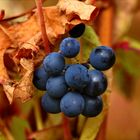 herbstlicher Wein