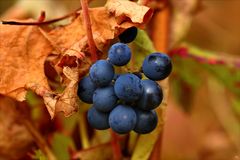 herbstlicher Wein