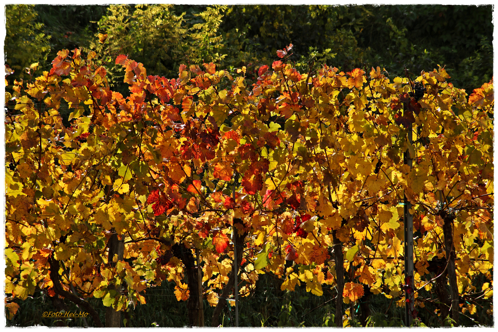 Herbstlicher Wein