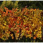 Herbstlicher Wein