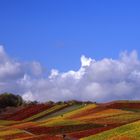 herbstlicher Weinberg