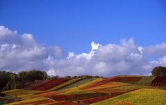 herbstlicher Weinberg