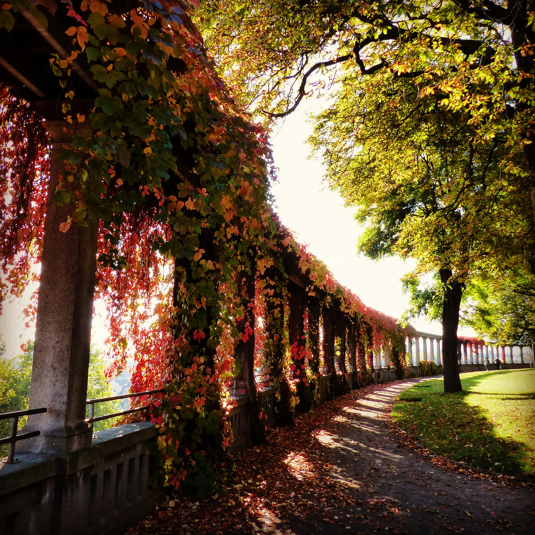 Herbstlicher Weinberg 2015