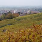 Herbstlicher Weinberg