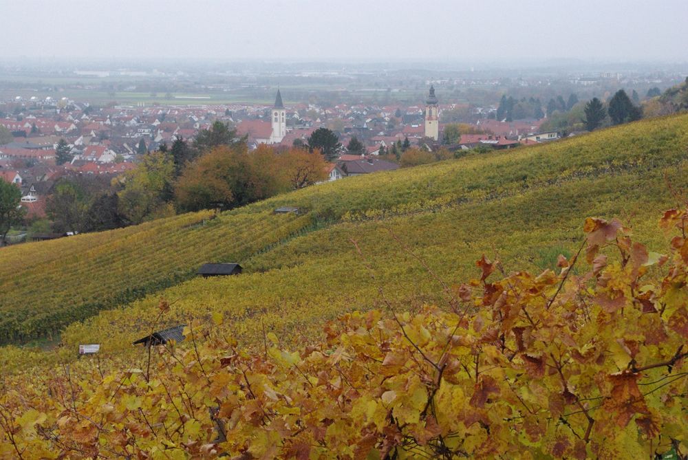 Herbstlicher Weinberg