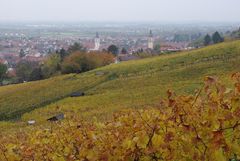 Herbstlicher Weinberg