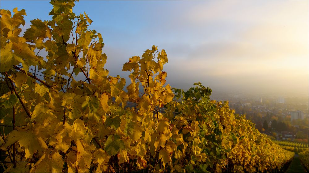 herbstlicher Weinberg