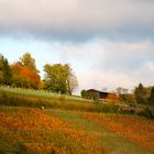 Herbstlicher Weinberg