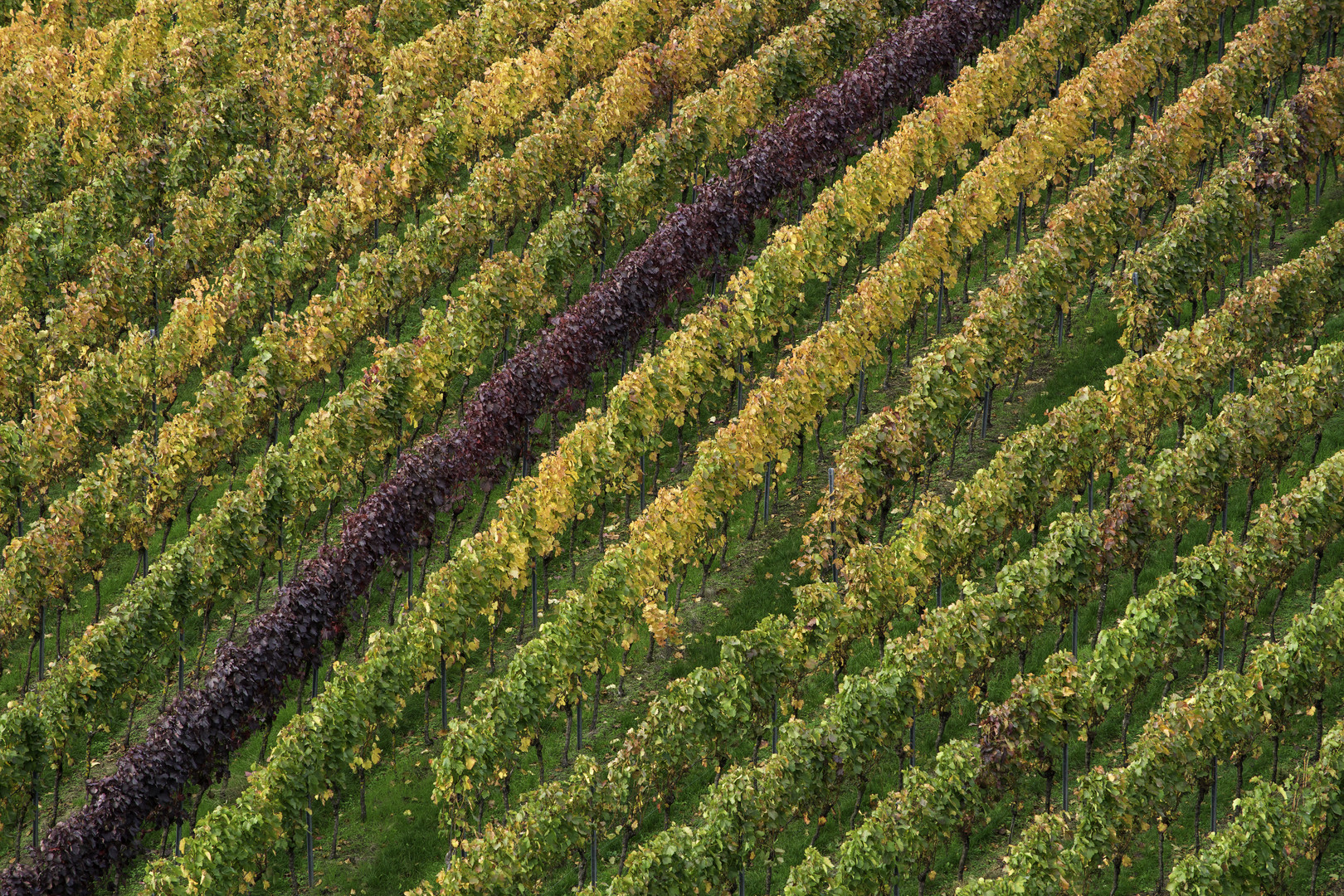 Herbstlicher Weinberg