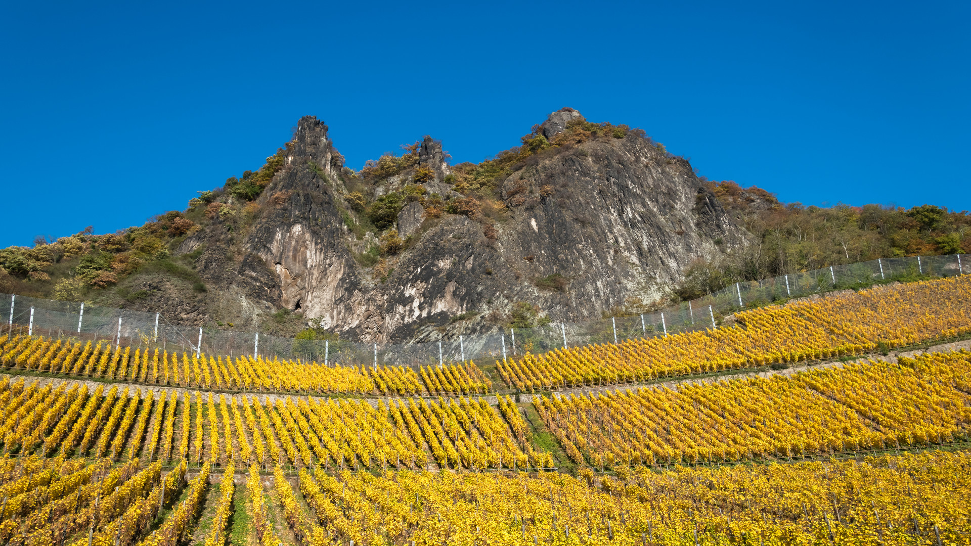 Herbstlicher Weinberg am Fuße des Drachenfels