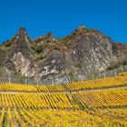 Herbstlicher Weinberg am Fuße des Drachenfels