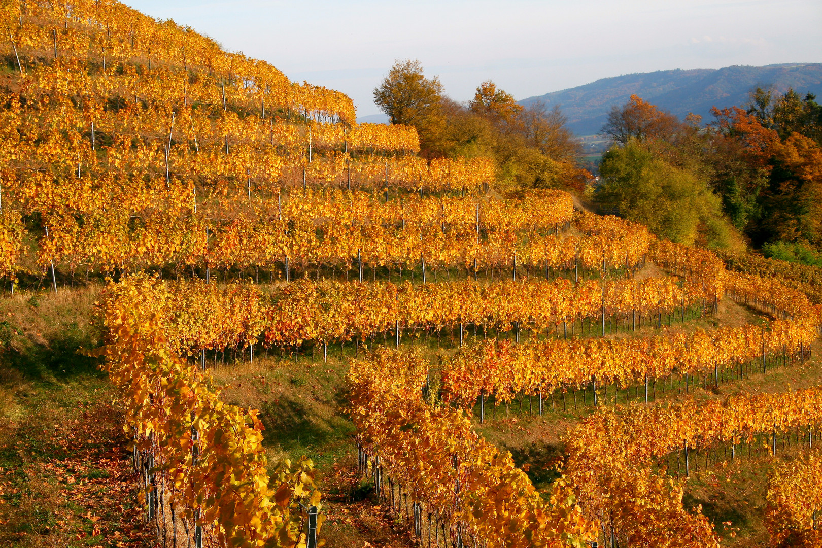 Herbstlicher Weinberg am Hohentwiel