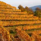 Herbstlicher Weinberg am Hohentwiel