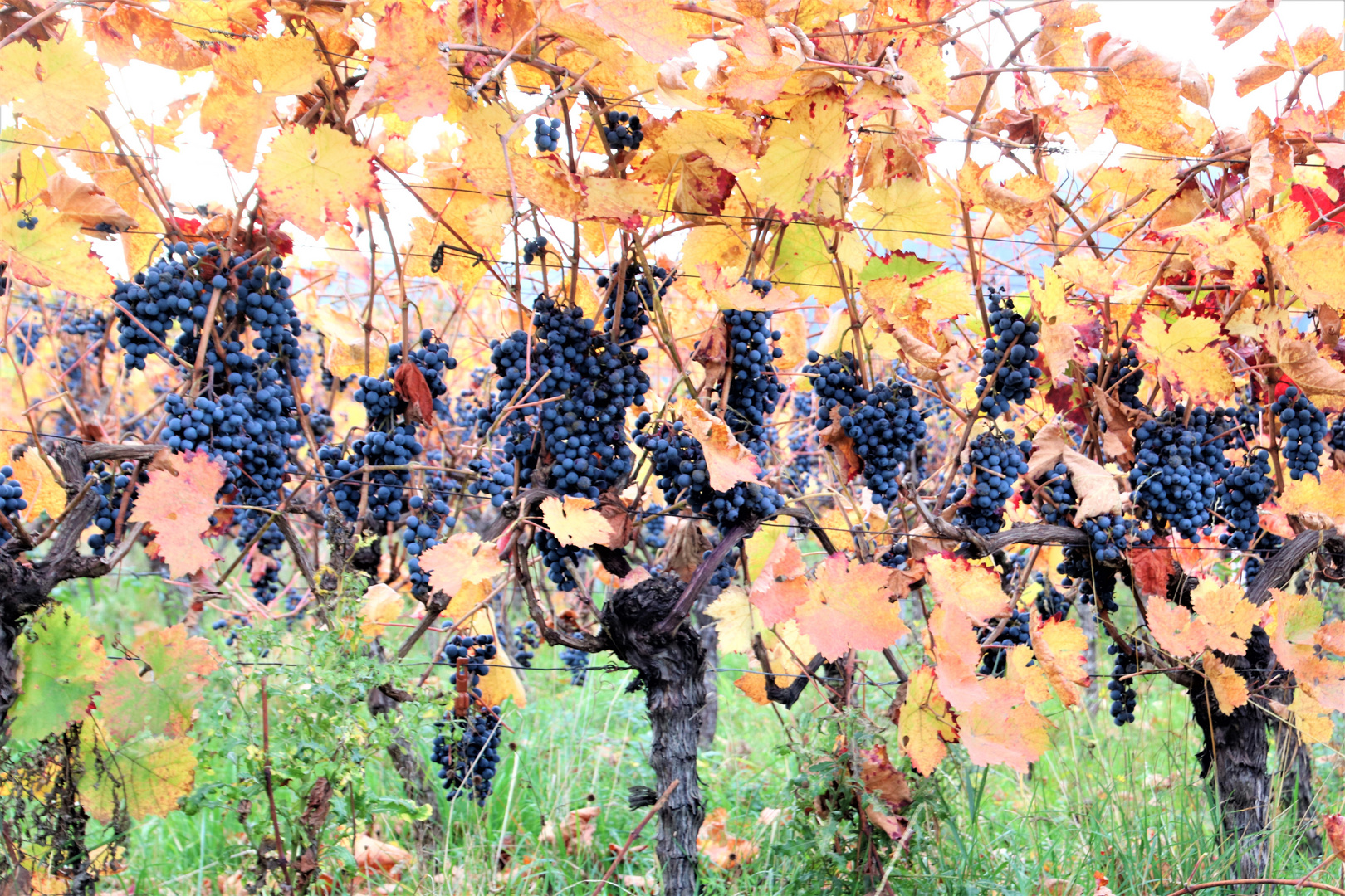 Herbstlicher Weinberg an der Südlichen Weinstraße