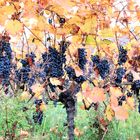 Herbstlicher Weinberg an der Südlichen Weinstraße