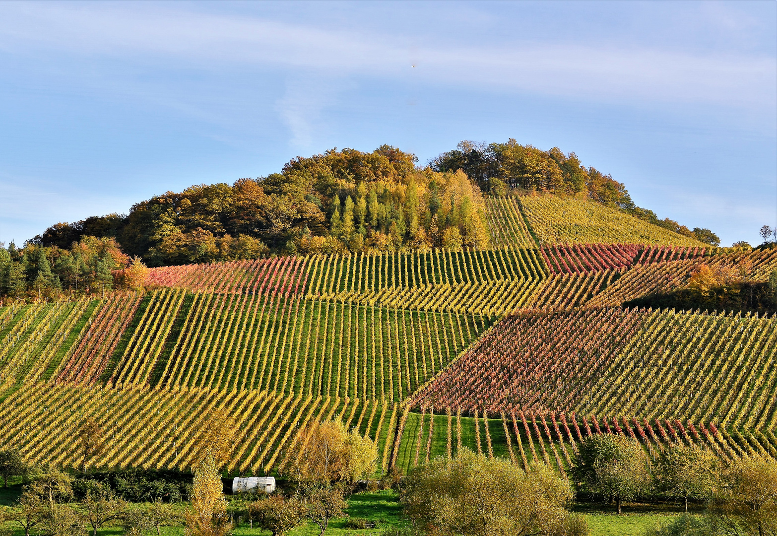 Herbstlicher Weinberg