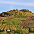 Herbstlicher Weinberg