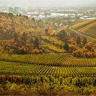 Herbstlicher Weinberg