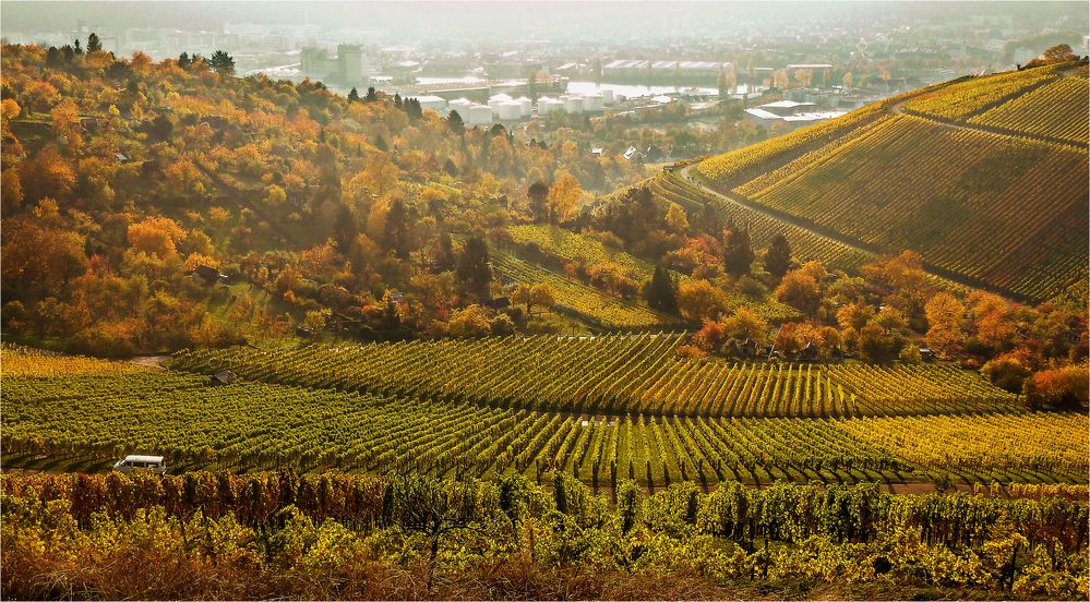 Herbstlicher Weinberg