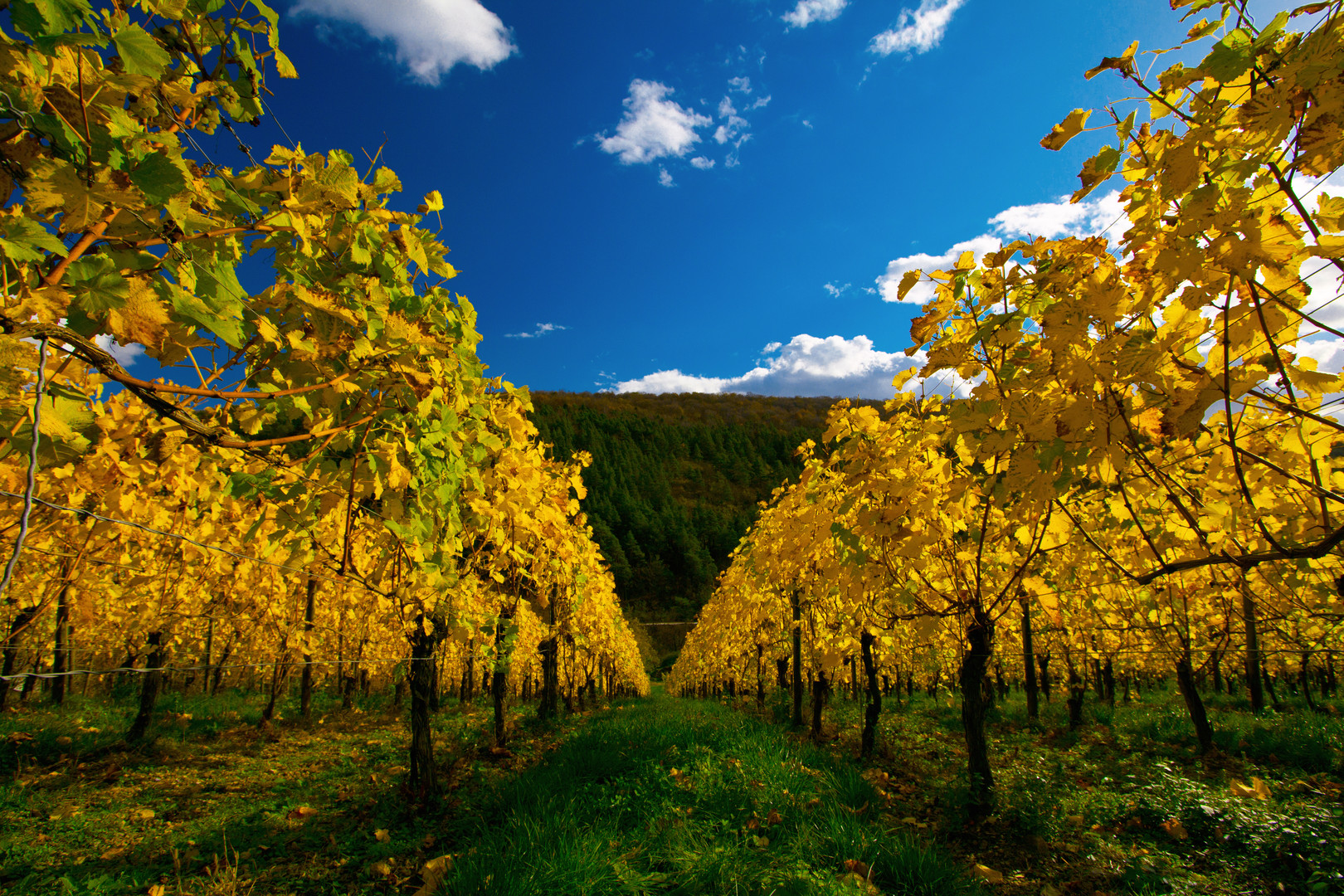 Herbstlicher Weinberg