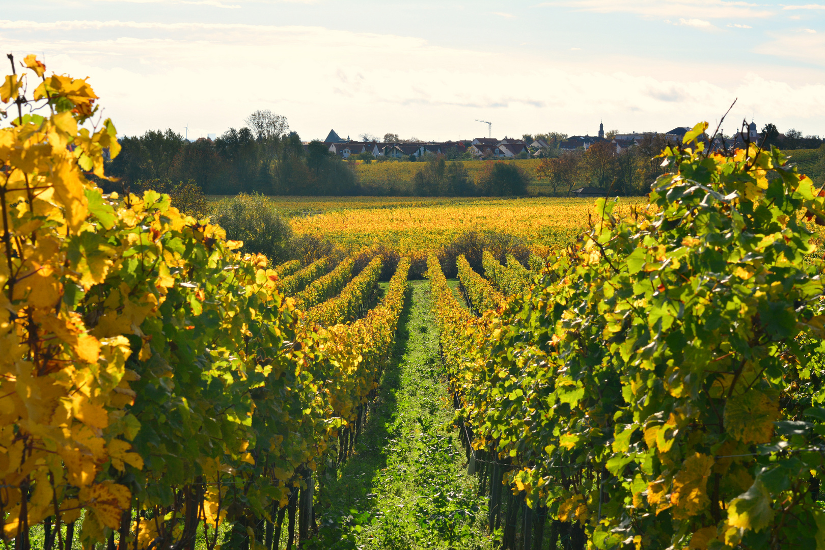 Herbstlicher Weinberg