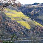 Herbstlicher Weinberg