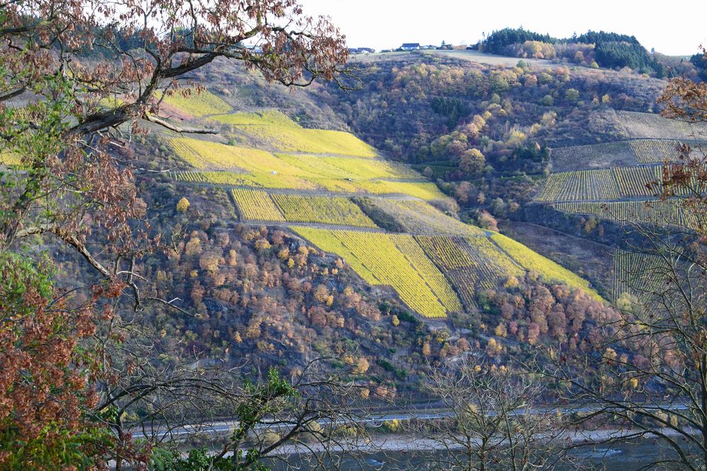 Herbstlicher Weinberg