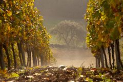 Herbstlicher Weinberg im Retztal