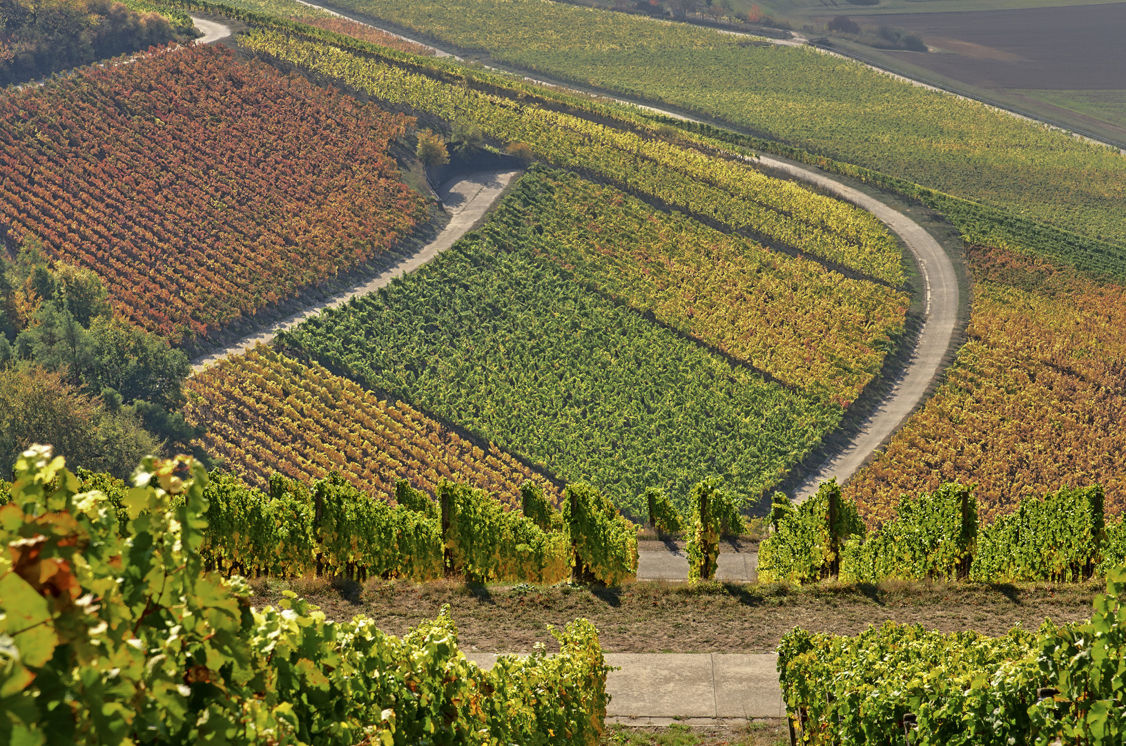 Herbstlicher Weinberg in Franken