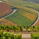 Herbstlicher Weinberg in Franken