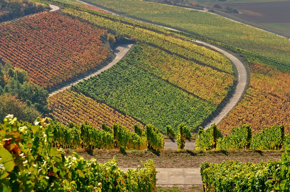 Herbstlicher Weinberg in Franken