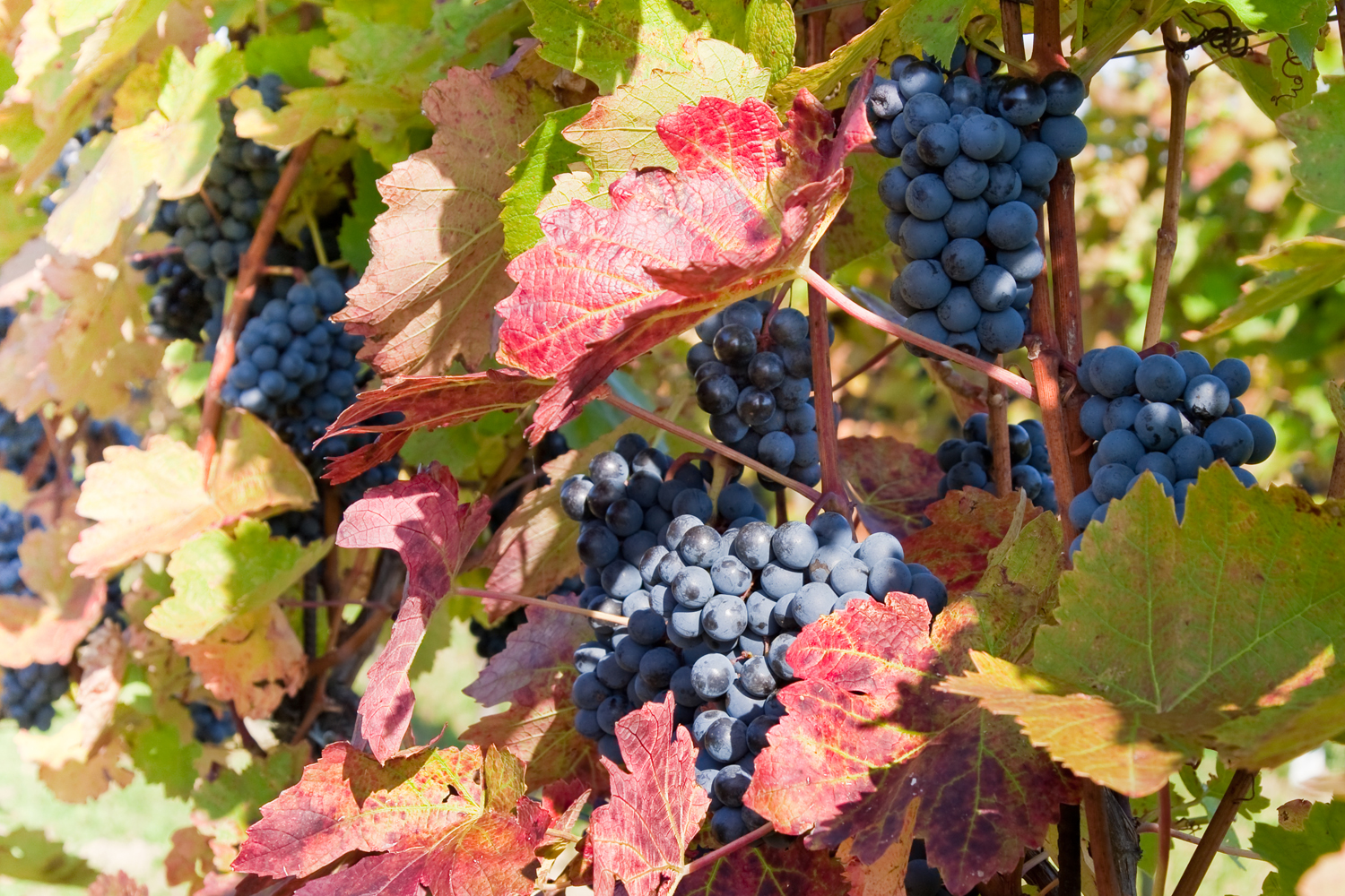 herbstlicher Weingarten