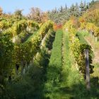 herbstlicher Weingarten in Grinzing