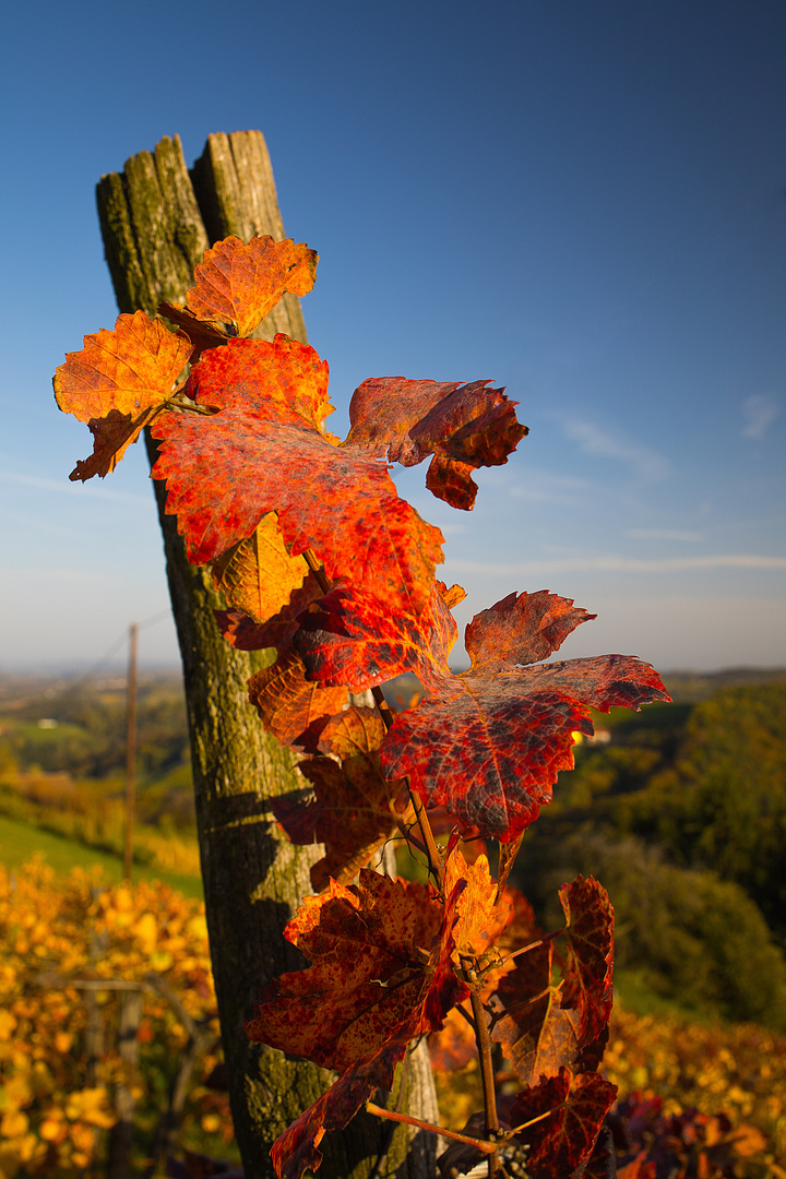 herbstlicher Weinstock in der Südsteiermark