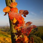 herbstlicher Weinstock in der Südsteiermark