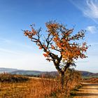 Herbstlicher Westblick in Heiligenstadt