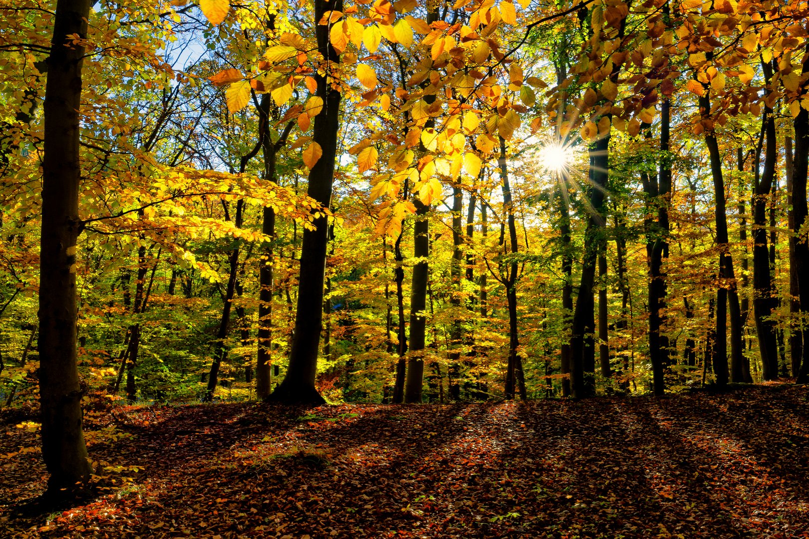 Herbstlicher Wienerwald