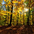 Herbstlicher Wienerwald