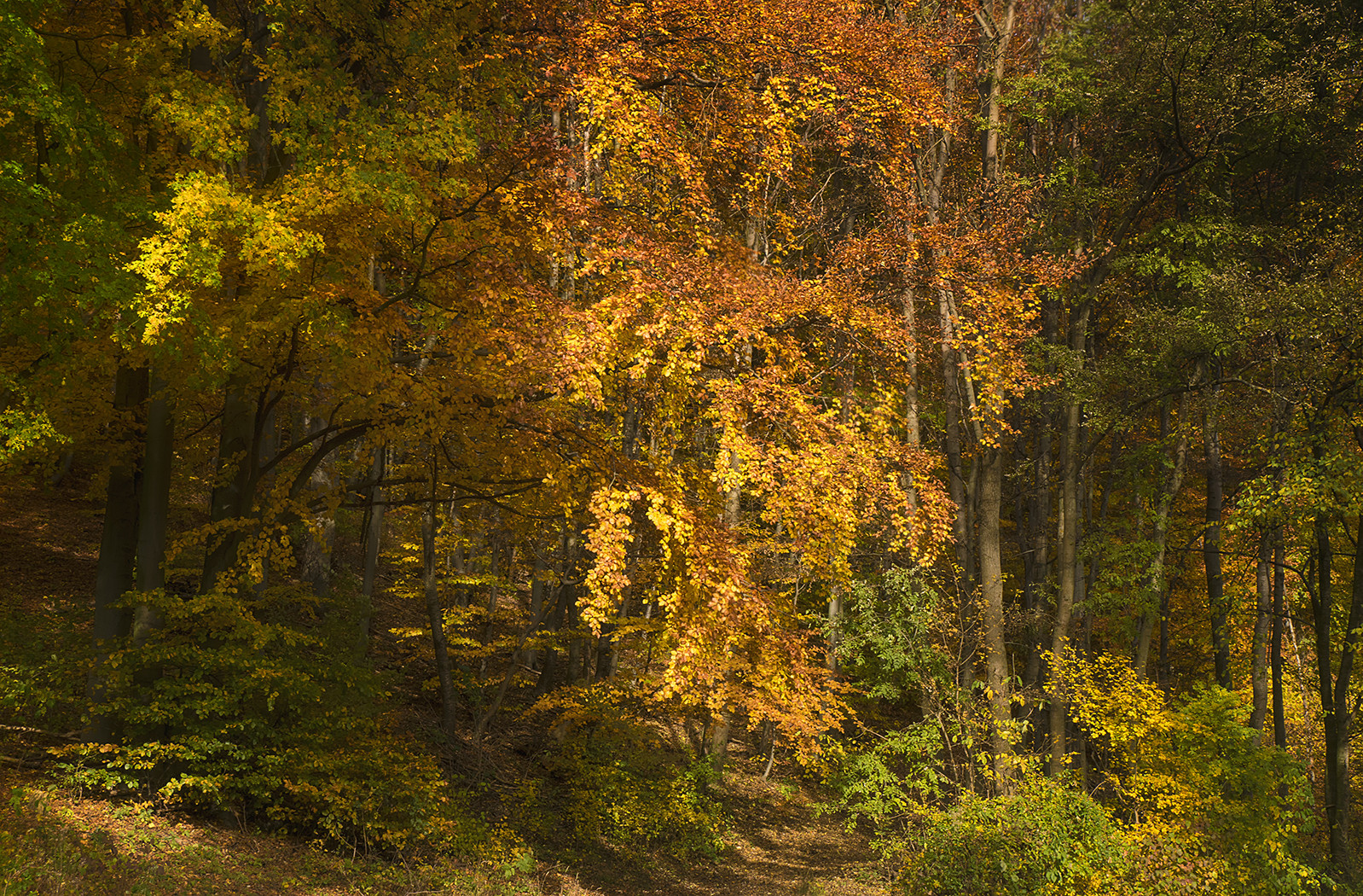 Herbstlicher Wienerwald 2